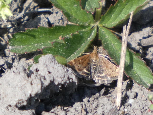 Pyrausta despicata - réti bíbormoly