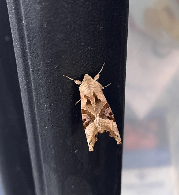 Phlogophora meticulosa - vándorló csipkésbagoly