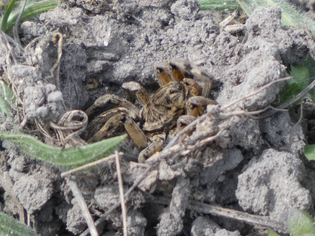 Geolycosa vultuosa - pokoli cselőpók