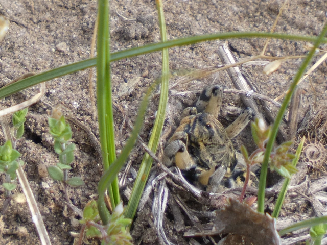 Geolycosa vultuosa - pokoli cselőpók