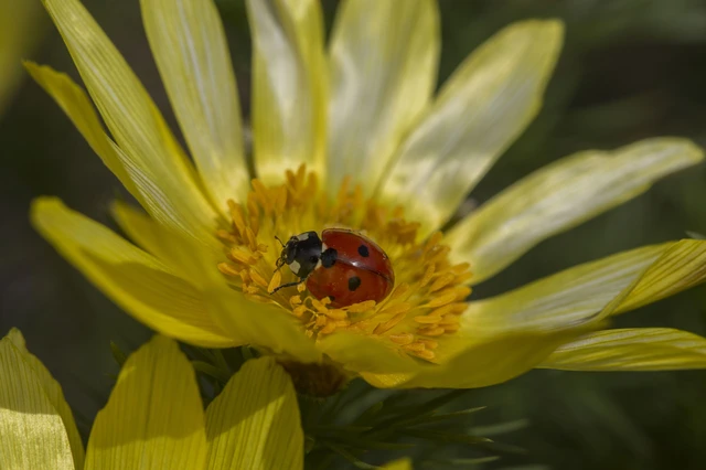 Coccinella septempunctata - hétpettyes katica