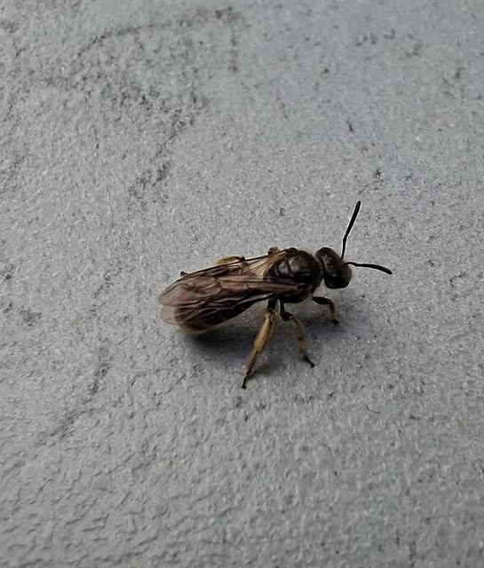 Hymenoptera - Hártyásszárnyúak