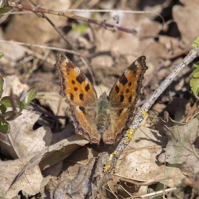 Nymphalis polychloros - nagy rókalepke