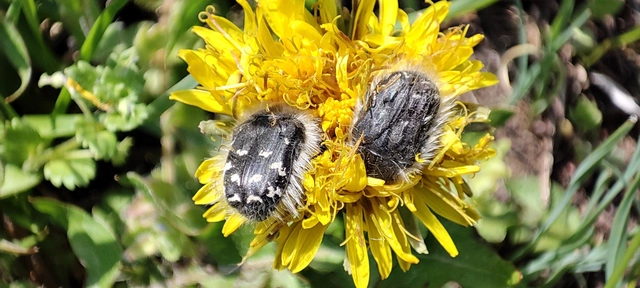 Tropinota hirta - bundás virágbogár