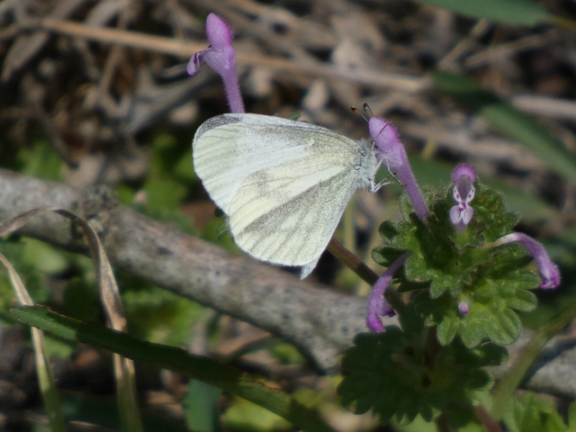Leptidea sinapis - mustárlepke