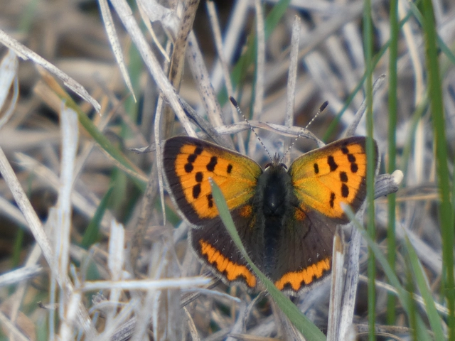 Lycaena phlaeas - közönséges tűzlepke