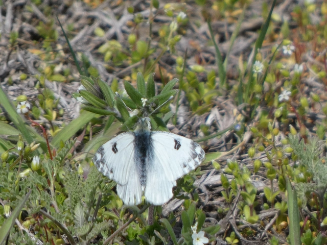 Pontia edusa - rezedalepke