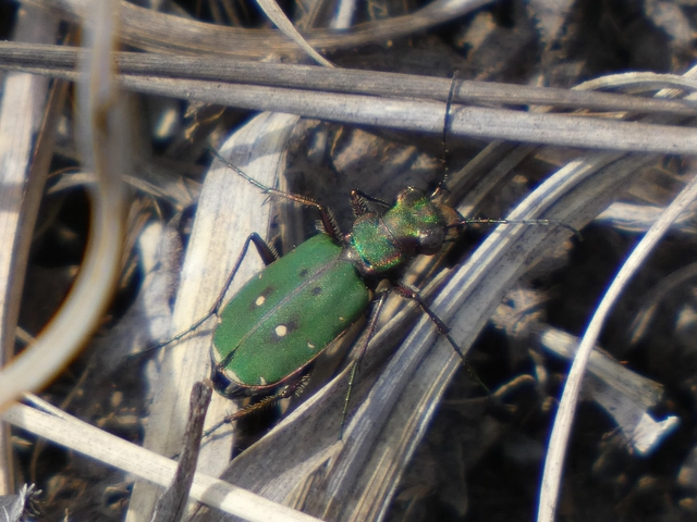 Cicindela campestris - mezei homokfutrinka