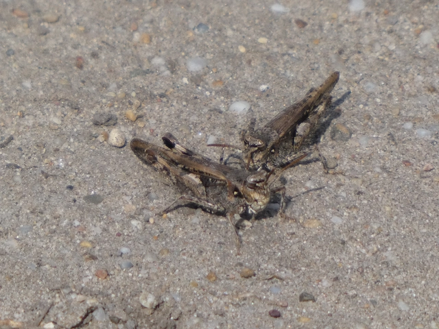 Acrotylus insubricus - önbeásósáska