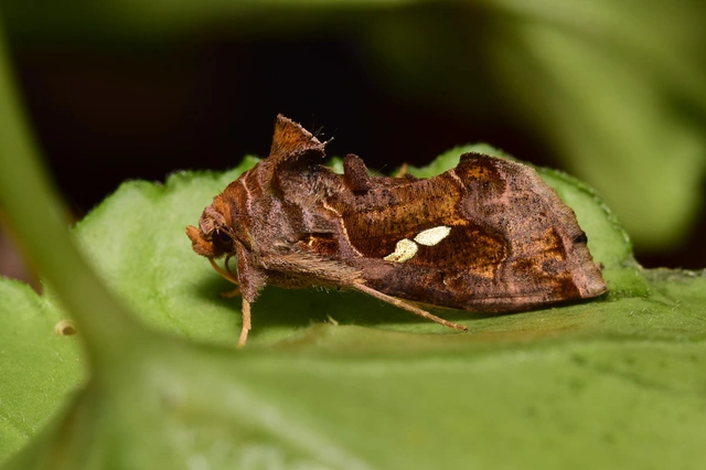 Chrysodeixis chalcites - déli aranybagoly