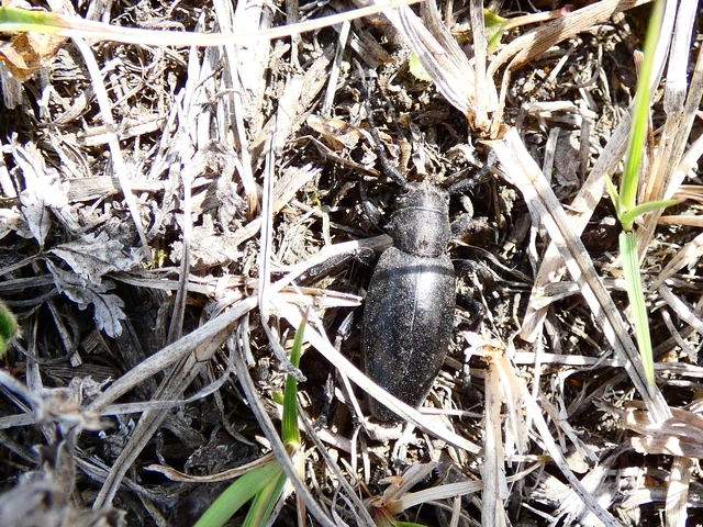 Dorcadion aethiops - fekete gyalogcincér