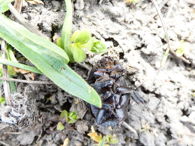 Pentodon idiota - butabogár