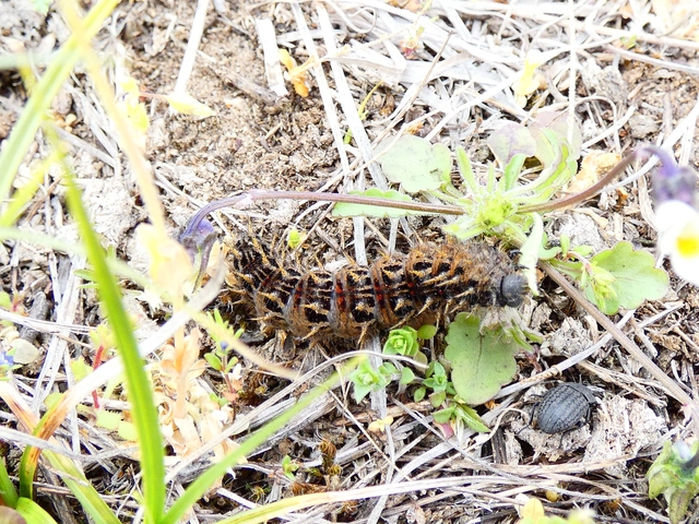 Argynnis pandora - zöldes gyöngyházlepke