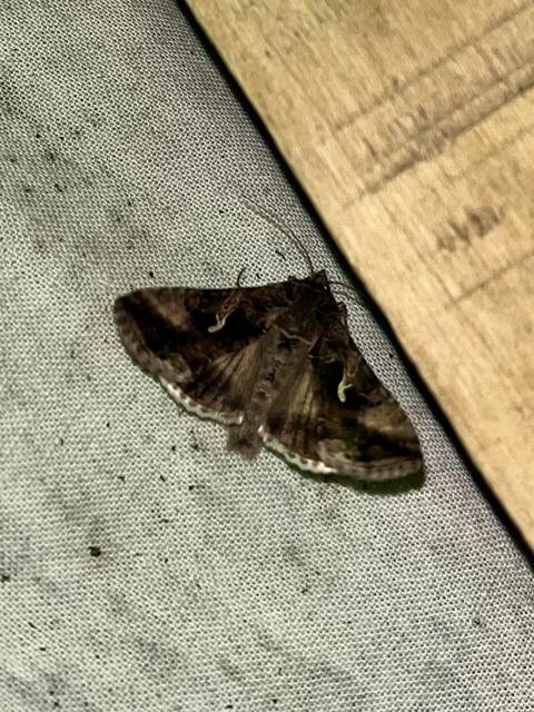 Autographa gamma - gammalepke