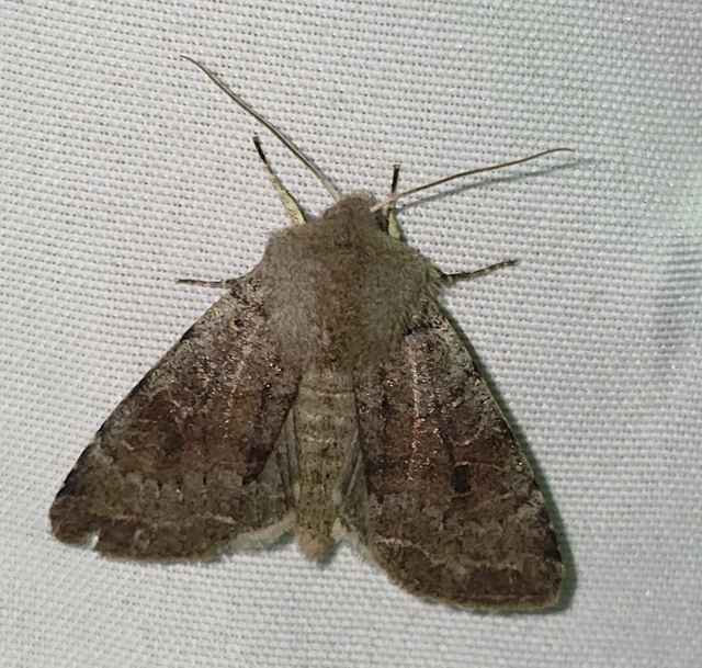 Orthosia incerta - változékony barkabagoly