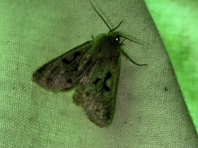 Orthosia gothica - feketefoltos barkabagoly