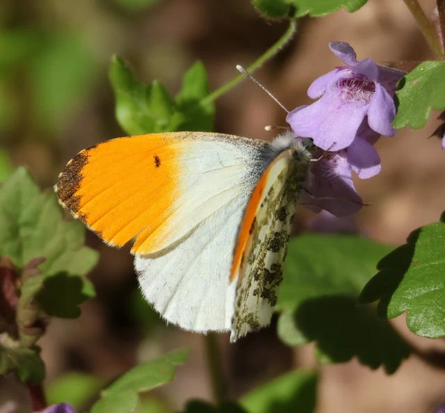 Anthocharis cardamines - hajnalpírlepke