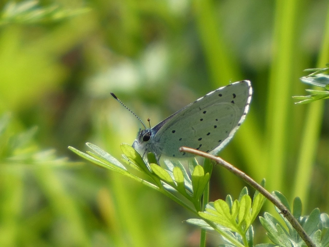 Celastrina argiolus - bengeboglárka