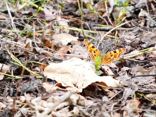 Nymphalis c-album - C-betűs lepke
