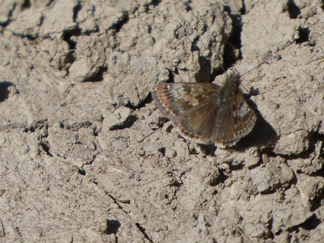 Erynnis tages - cigánylepke