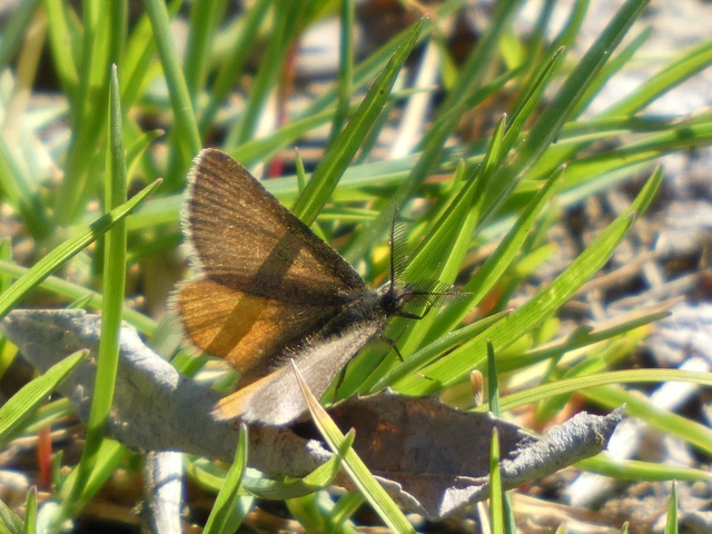Lythria purpuraria - bíborsávos araszoló