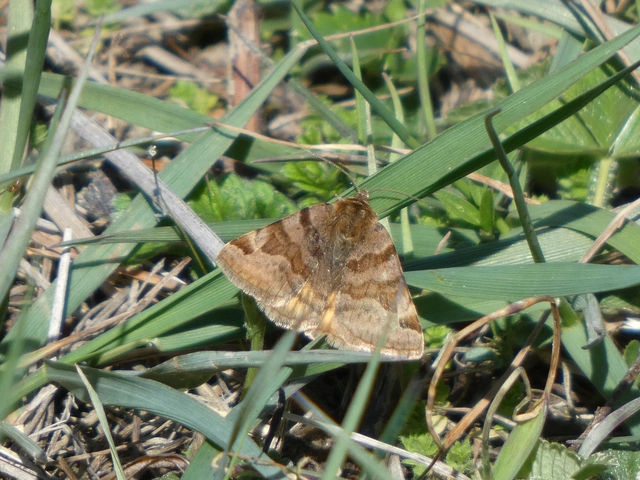 Euclidia glyphica - közönséges nappalibagoly