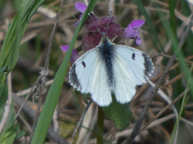 Anthocharis cardamines - hajnalpírlepke