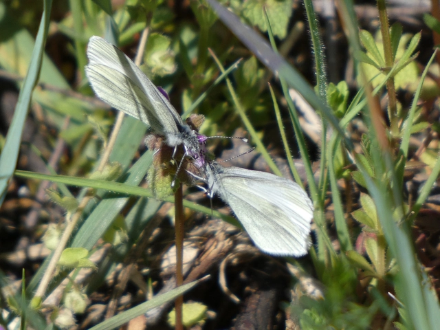 Leptidea sinapis - mustárlepke