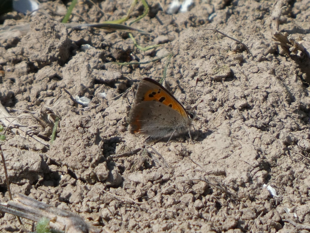 Lycaena phlaeas - közönséges tűzlepke