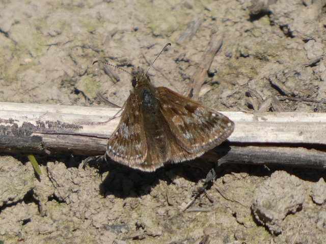 Erynnis tages - cigánylepke
