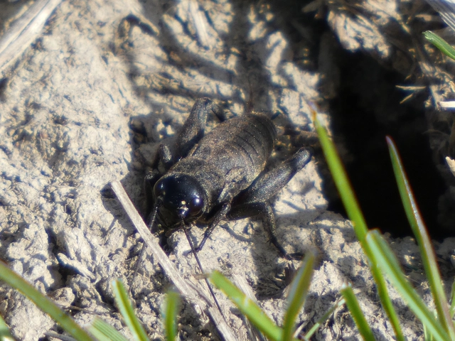 Melanogryllus desertus - fekete tücsök