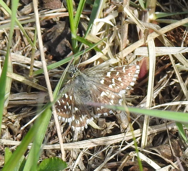 Pyrgus malvae - kis busalepke