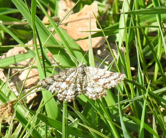 Ematurga atomaria - barna rétiaraszoló