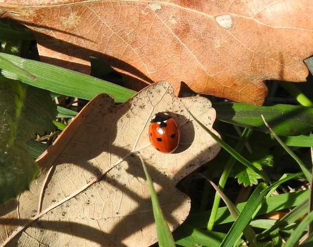 Coccinella septempunctata - hétpettyes katica