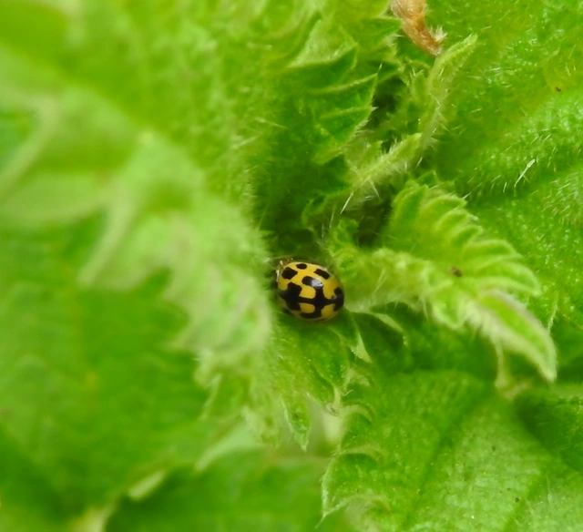 Propylea quatuordecimpunctata - tizennégypettyes füsskata