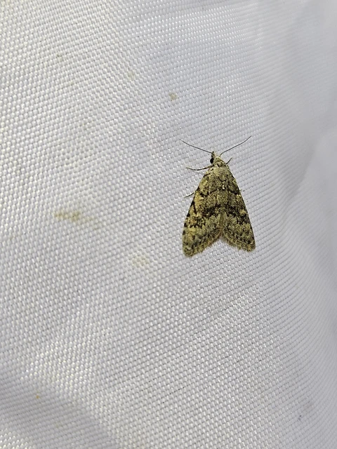 Nola cicatricalis - szürke pamacsosszövő