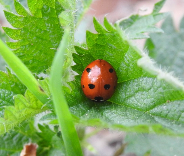 Coccinella septempunctata - hétpettyes katica
