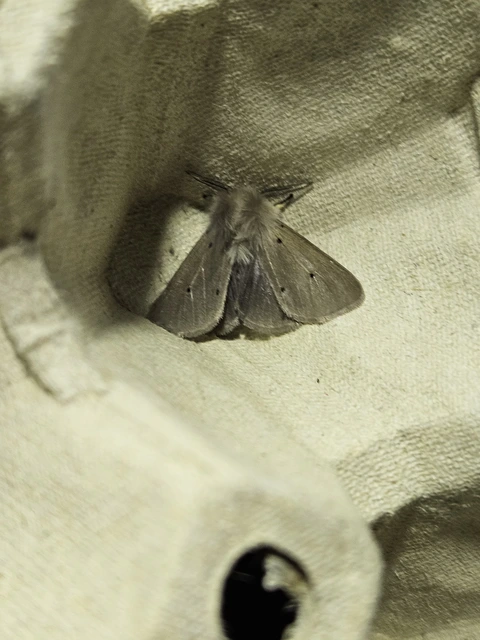Diaphora mendica - felemás medvelepke