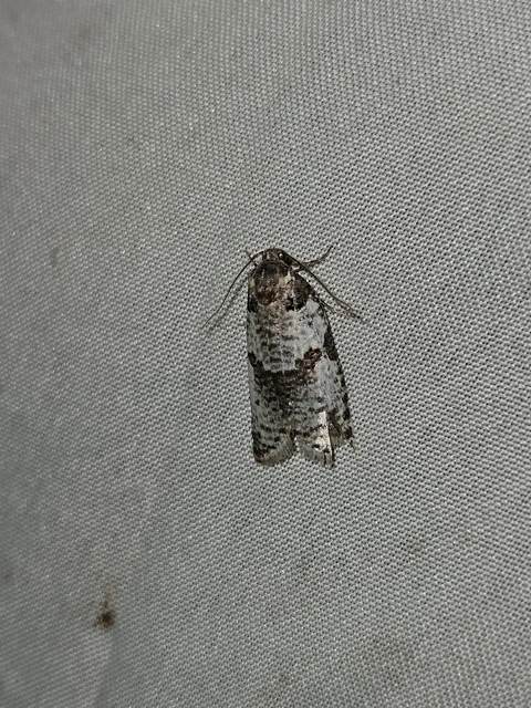 Pseudeulia asinana - korai sodrómoly