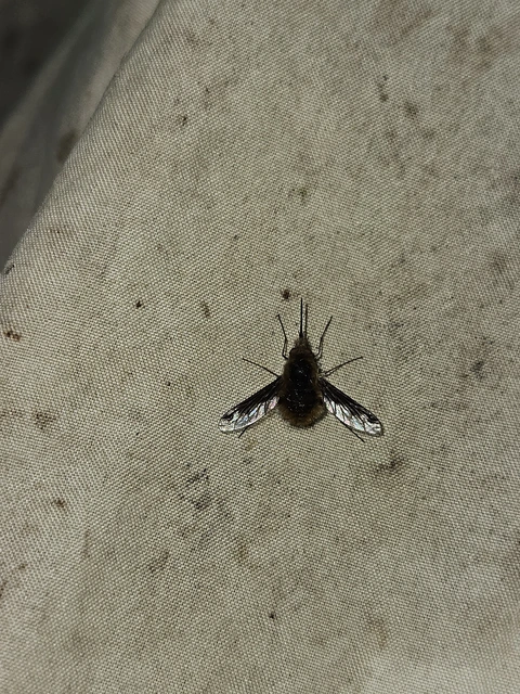Bombyliidae - pöszörlégyfélék
