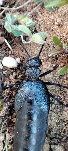 Meloe cicatricosus - óriásnünüke