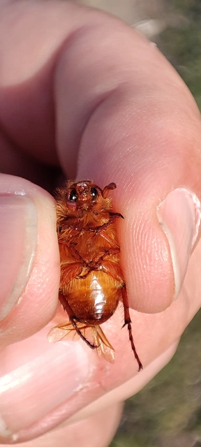 Holochelus aequinoctialis - tavaszeleji cserebogár