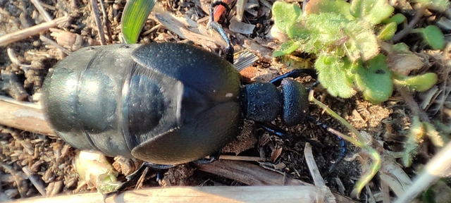 Meloe proscarabaeus - közönséges nünüke
