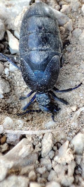 Meloe proscarabaeus - közönséges nünüke