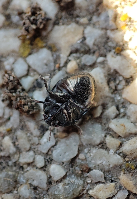 Thyreocoridae - fémes-földipoloskák