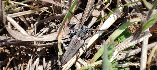Phytoecia scutellata - sarlófűcincér