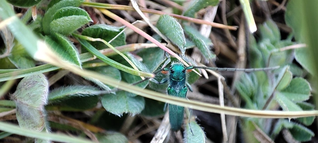 Phytoecia caerulea - fémzöld fűcincér