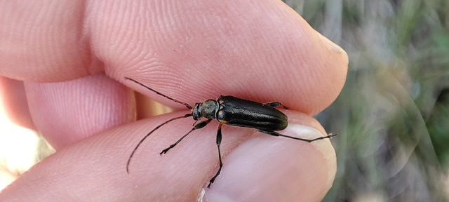 Cortodera humeralis - négyfoltos cserjecincér