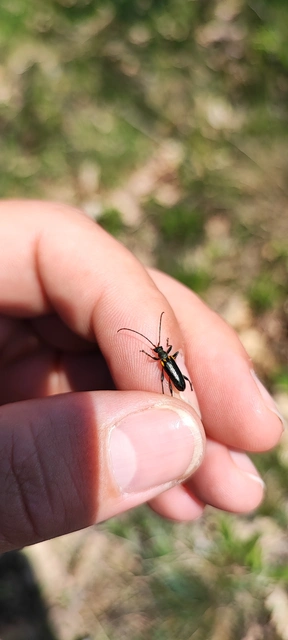 Cortodera humeralis - négyfoltos cserjecincér