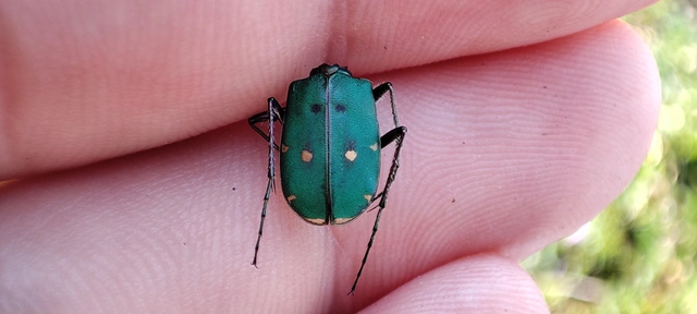 Cicindela campestris - mezei homokfutrinka